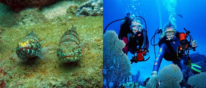 Diving in Trincomalee