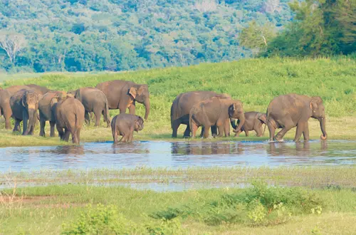 Elephants Udawalawe National