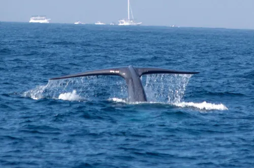 Whale Watching Mirissa