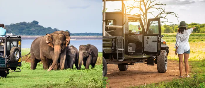 Yala Wildlife Safaris