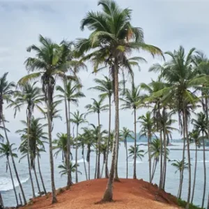 coconut trees. secret beach. Mirissa - a place to visit in november