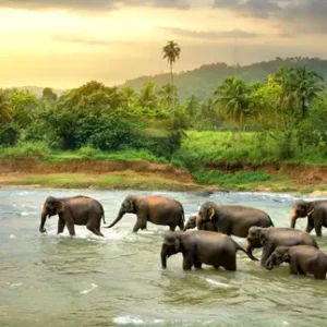 elefants in sri lanka river