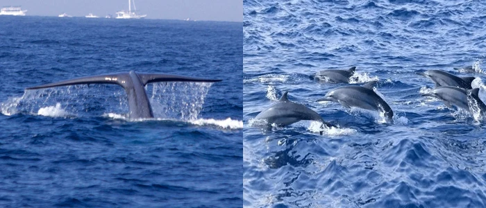whale-watching mirissa