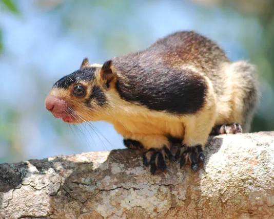 Grizzled Giant Squirrel - national animal