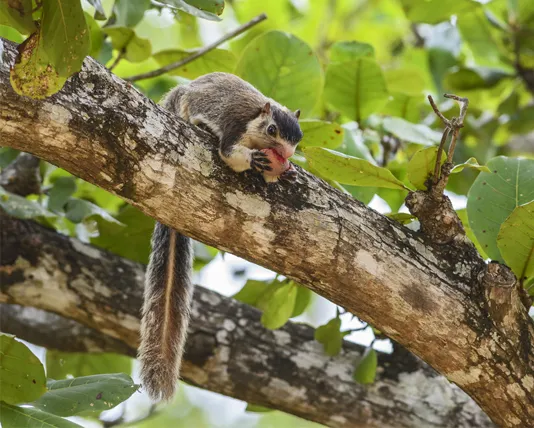 Grizzled Giant Squirrel