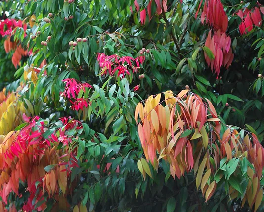 National Tree Sri Lanka - Ceylon Ironwood Na