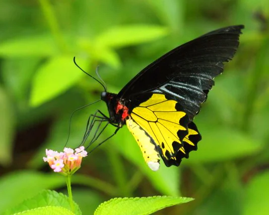 Sri Lanka National Butterfly