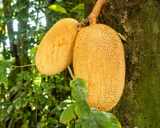 Sri Lanka National Fruit