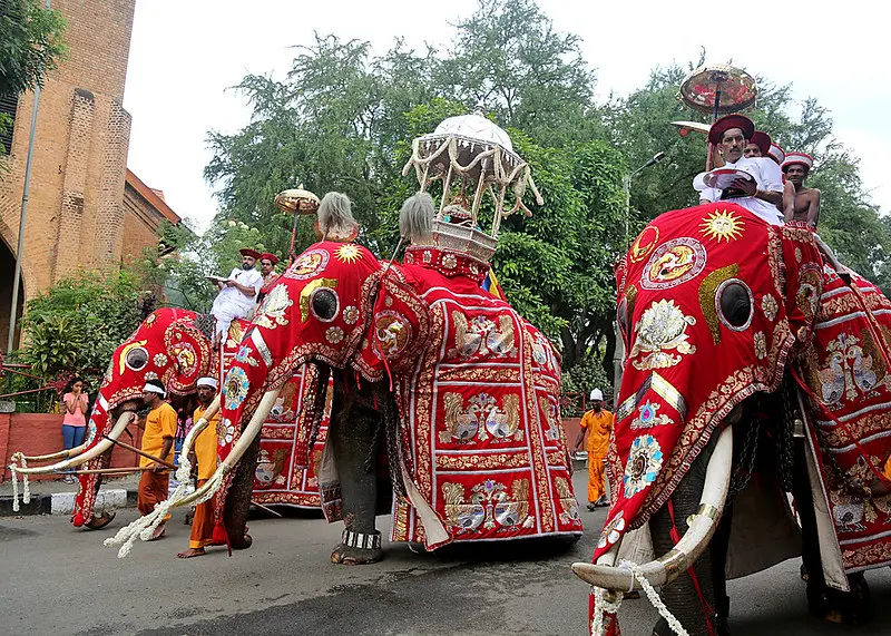 Sri Lankan Elephant