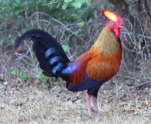 sri lankan junglefowl - national bird in ceylon