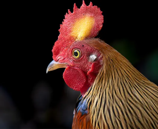 sri lankan junglefowl